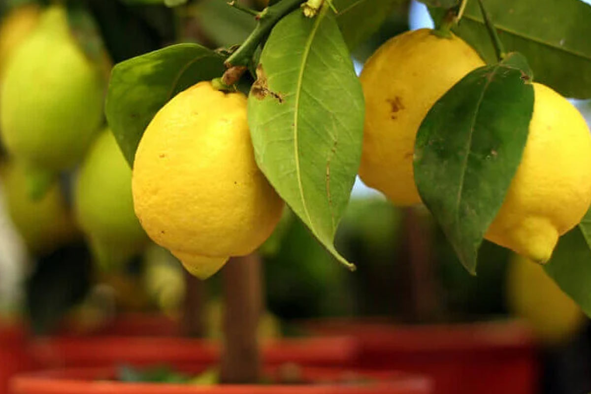 lemon plant
