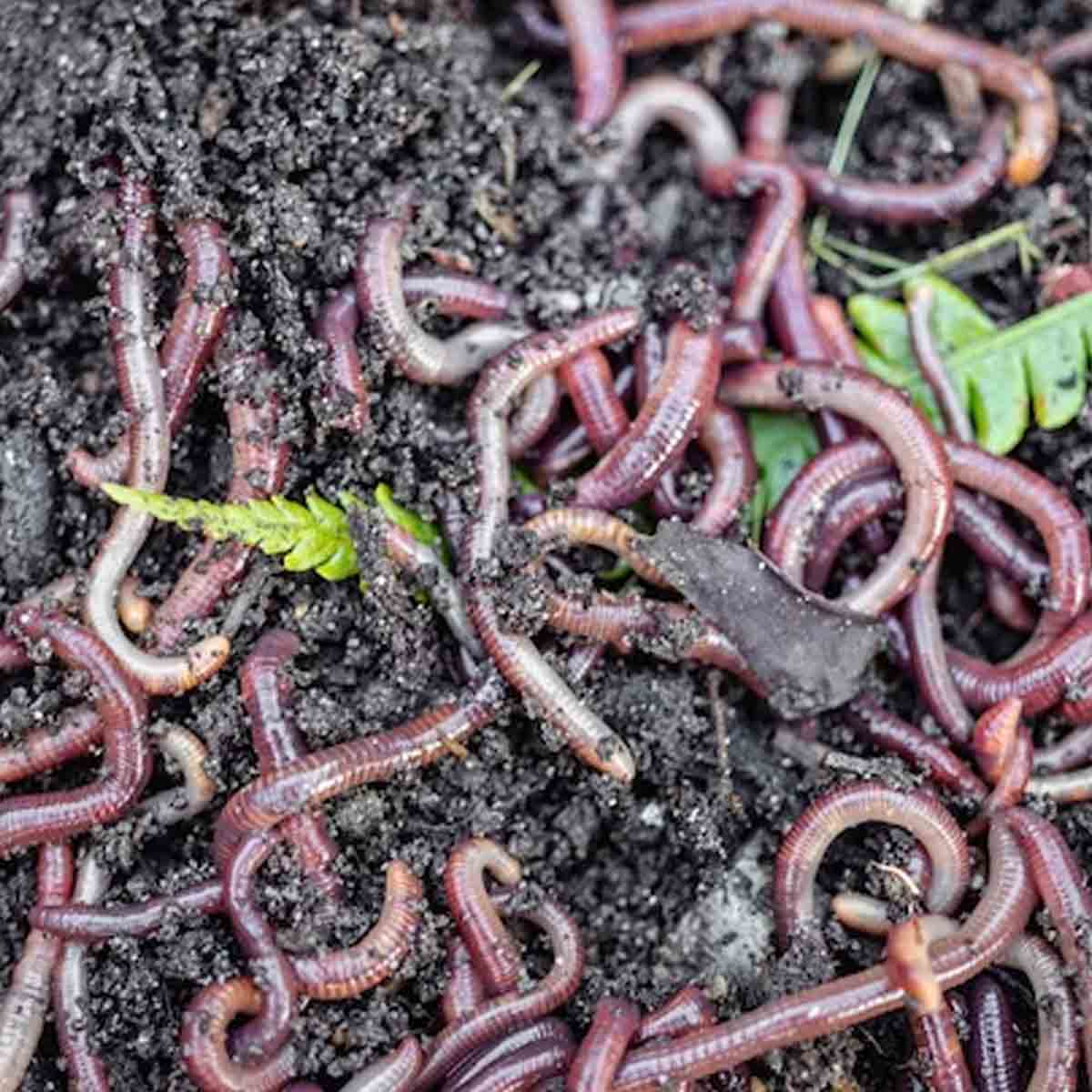 earthworms को भगाने के लिए क्या करें