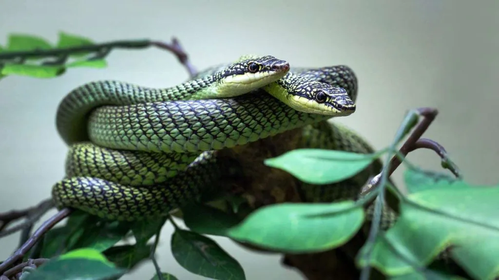 Story A mysterious island full of snakes