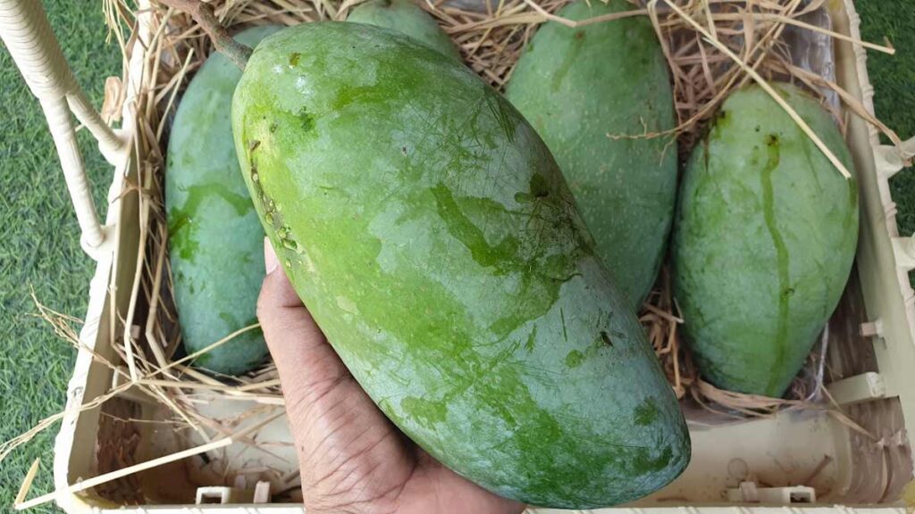 आम के फायदे और नुकसान