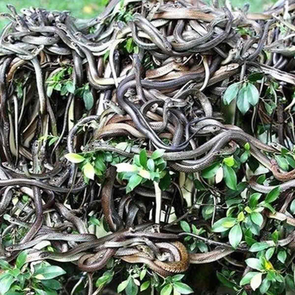 snake-island