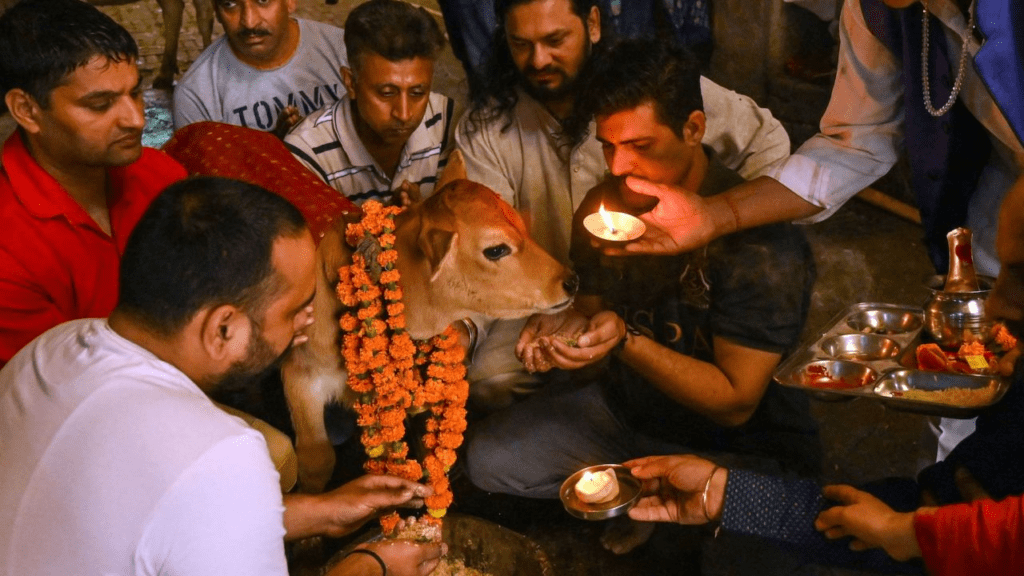 Why is cow worshiped on Govardhan Puja?