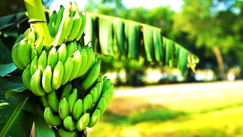 banana tree palantations Hajipur