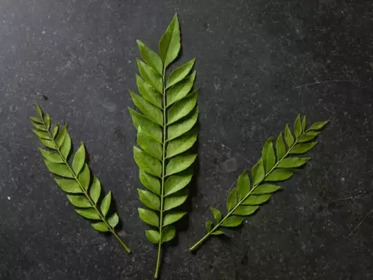 curry leaves benifit