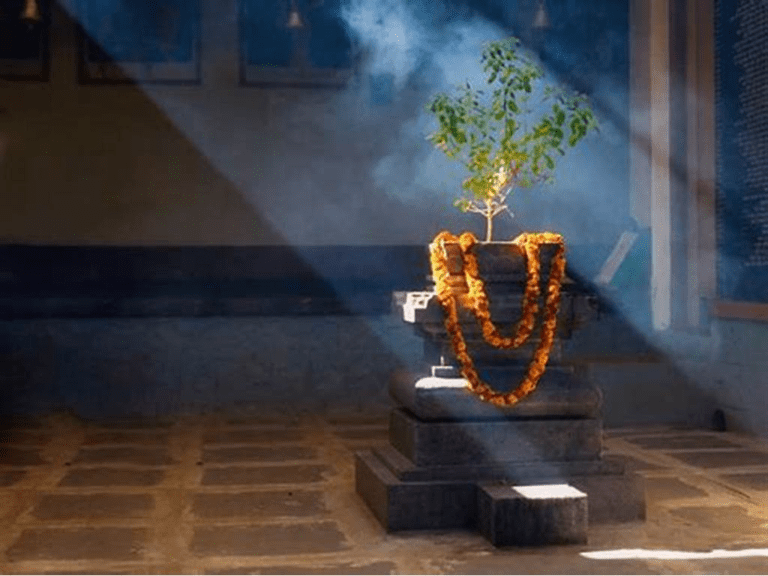 tulsi pooja 2025